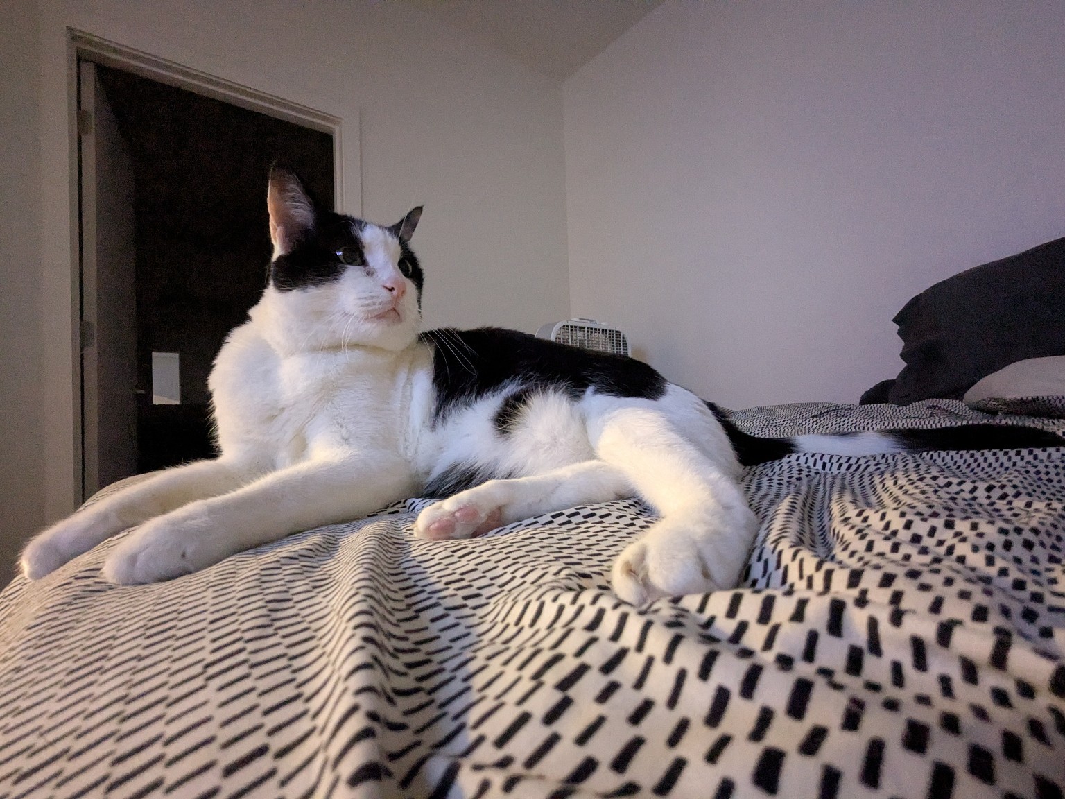 Cat as Human Visual